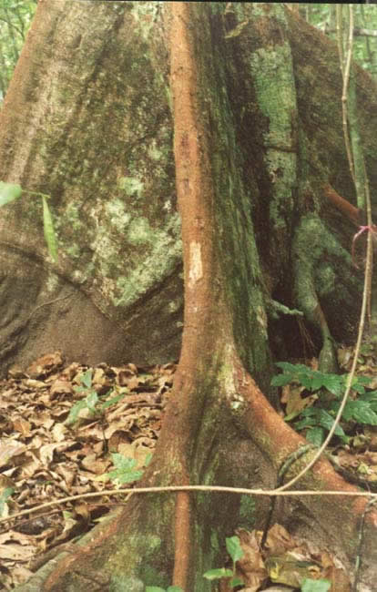 20-root-Arbre