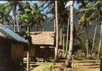 11-Taraw01