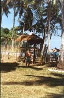 16-Taraw1