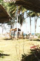 17-taraw2