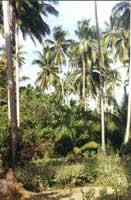 11-Quezon